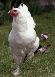 Government Program Seeks to Tag EVERY Livestock Animal in the U.S. Image